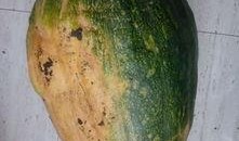 梦见自己摘大瓜吃,揭秘摘大瓜吃的神秘寓意