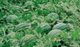 长垣吃瓜爆料大全,揭秘当地热点事件背后的真相