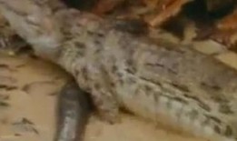 吃瓜鳄鱼的视频