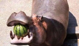 最会吃瓜的动物,揭秘动物界的“美食家”