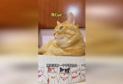 吃猫吃瓜,揭秘动物界的另类饮食习惯