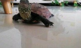 吃乌龟的小吃瓜,揭秘吃乌龟的奇特小吃瓜界传奇