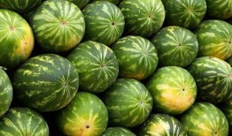 夏天吃瓜图,图解夏日吃瓜欢乐时光