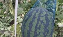 盛夏吃七瓜,夏日消暑七瓜盛宴