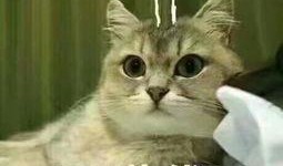 吃猫吃瓜,揭秘动物界的另类饮食习惯