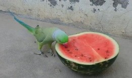 河马吃西瓜吃哈密瓜,西瓜与哈密瓜的甜蜜邂逅