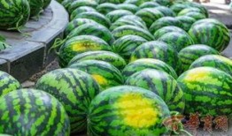 常州大学武进吃瓜,校园里的“吃瓜”盛事掠影