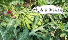 月牛吃瓜,揭秘网络热梗背后的趣味与思考