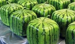 微山吃瓜的由来,一场民间美食的传承与演变