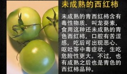 东莞吃瓜网,揭秘东莞美食江湖，带你领略地道风味