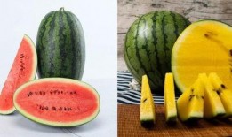 yyds吃瓜网站,揭秘娱乐圈幕后故事，带你领略明星真实生活