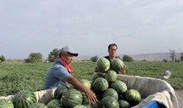 永济吃瓜的,揭秘当地特色美食背后的故事