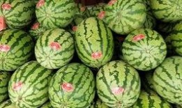 河马吃西瓜吃哈密瓜,西瓜与哈密瓜的甜蜜邂逅