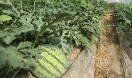 吃瓜大户瓜哥,娱乐圈那些不为人知的幕后故事