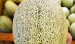 沙漠吃蜜瓜视频,蜜瓜在沙漠中的甜蜜奇迹