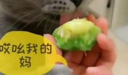 猫咪可以吃小凤瓜不