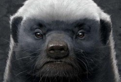 带你吃瓜 平头哥