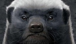 带你吃瓜 平头哥