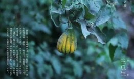 王瓜怎么吃呢,解锁美味新体验