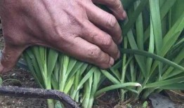 吃瓜群众韭菜,揭秘“吃瓜群众”与“韭菜”背后的社会现象