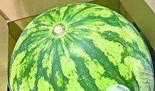 武软吃瓜,揭秘吃瓜群众的狂欢盛宴