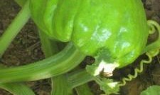 月子吃七叶瓜,七叶瓜助力产后恢复，营养滋补两不误