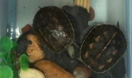 吃乌龟的小吃瓜,揭秘吃乌龟的奇特小吃瓜界传奇