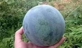 吃大籽瓜,探寻瓜中珍品的美味之旅