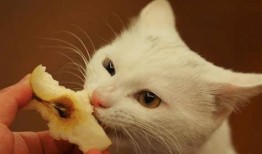 猫咪可以吃小凤瓜不