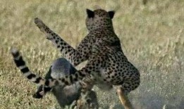 带你吃瓜 平头哥