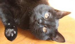 猫咪可以吃小凤瓜不