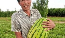 白云吃瓜,揭秘娱乐圈的甜蜜与苦涩