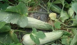 江苏可以直接吃的瓜,可直接品尝的鲜甜瓜果之旅