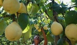 乐器老师吃瓜,揭秘音乐界幕后趣闻