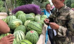 宝职院吃瓜,揭秘校园热点事件背后的真相