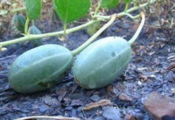 肾不好可以吃瓜地里的瓜吗,瓜地瓜果的食用指南