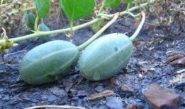 肾不好可以吃瓜地里的瓜吗,瓜地瓜果的食用指南