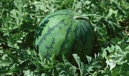 网上说的吃瓜,围观背后的社会心理与网络文化