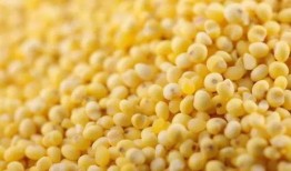 吃小米瓜配音搞笑,笑果连连，欢乐无限