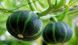 陈梦大迪吃瓜,揭秘娱乐圈背后的真相