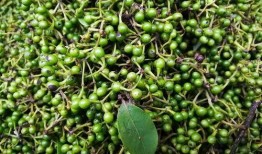 樟树吃瓜视频大全,趣味横生的欢乐时光回顾