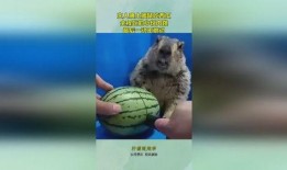 吃瓜老鼠和人,揭秘人生百态的趣味视角