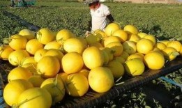 沙漠吃蜜瓜视频,蜜瓜在沙漠中的甜蜜奇迹