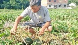 农村吃瓜女胖子,独特魅力与生活画卷