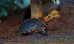 吃乌龟的小吃瓜,揭秘吃乌龟的奇特小吃瓜界传奇