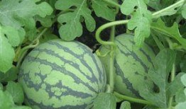 孕期可以吃犁头瓜吗