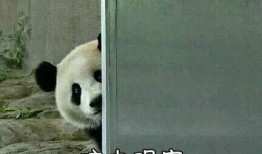 吃瓜熊猫脸表情包,萌态尽显，趣味横生