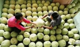 三白瓜咋吃视频,视频教你轻松上手