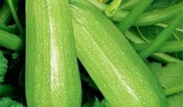 徐家湾吃瓜,一场别开生面的“吃瓜”盛宴