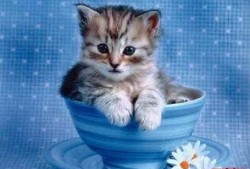 吃瓜小黄猫文件,揭秘娱乐圈幕后故事